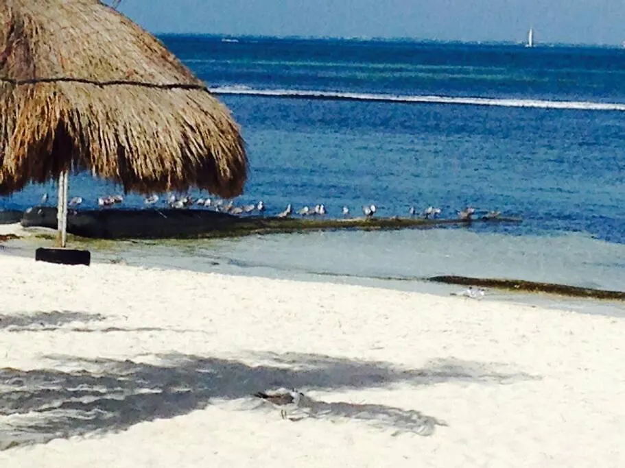 Amazing Ocean Front. 418 Apartment Cancun